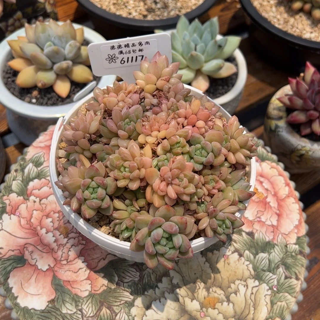 61117贵妃张张精品多肉