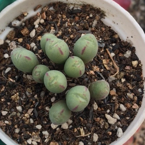 多肉肉锥 毛口笛