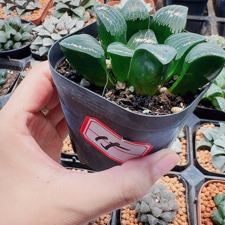 十二卷 实生特选母本 新粉 福利