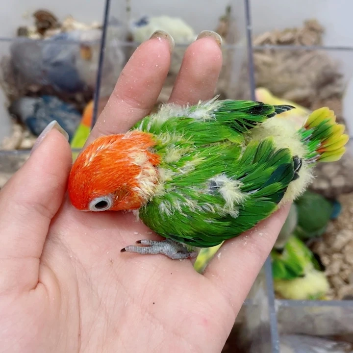 爱*儿牡丹半毛一只