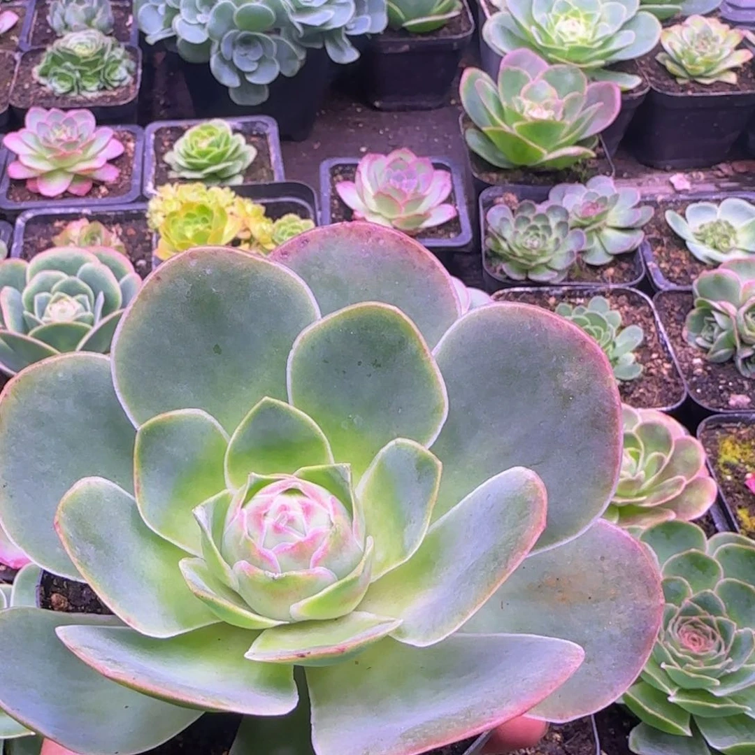 12厘米粉红玫瑰老庄