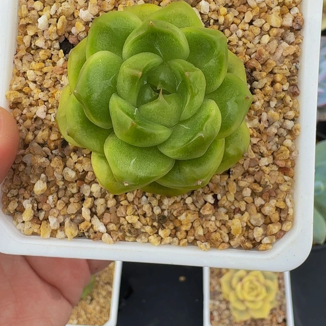 软糖珍妮 一物一拍