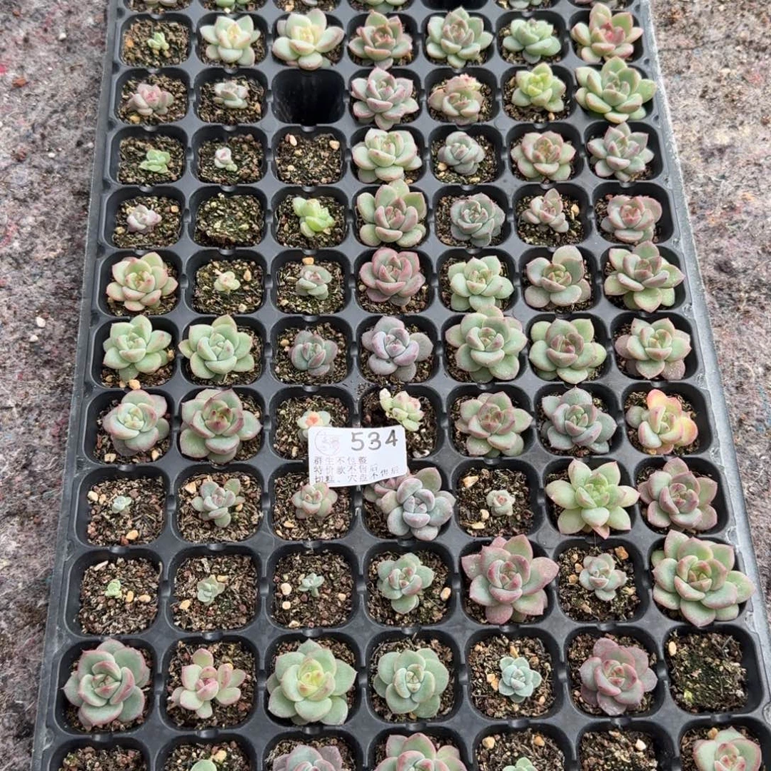 如图534优选麦芽穴盘一盘