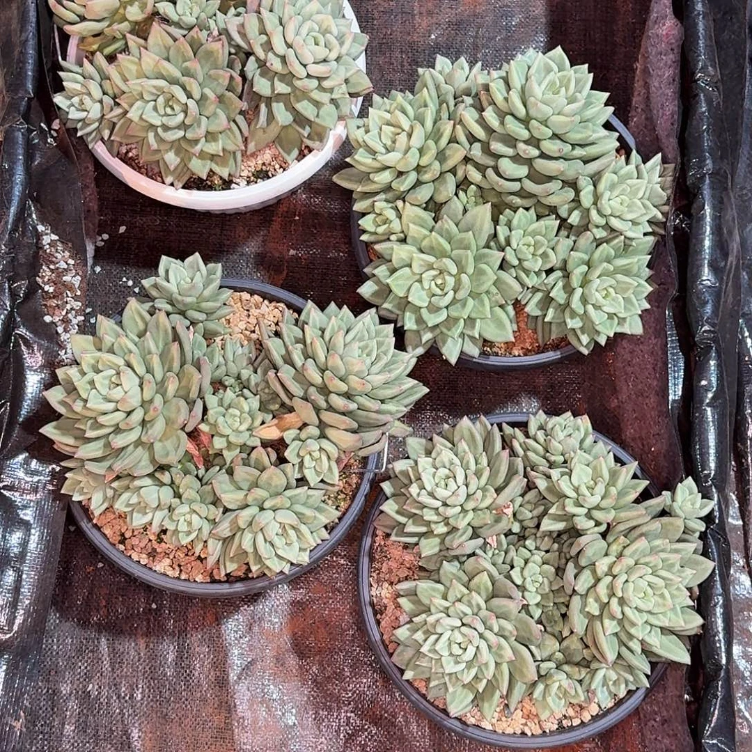蔬***子米其林多肉植物寄养