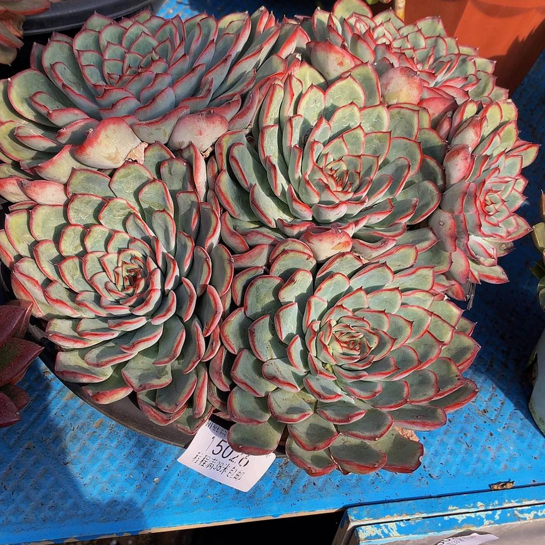 公***财荷花15026多肉多肉