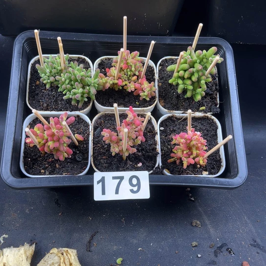 枝干番杏多肉植物179