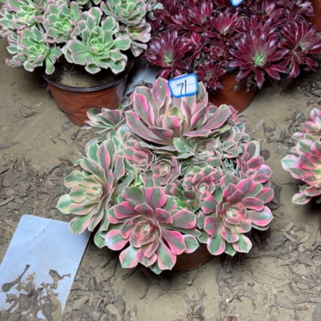 【闪购商品】粉女妖71