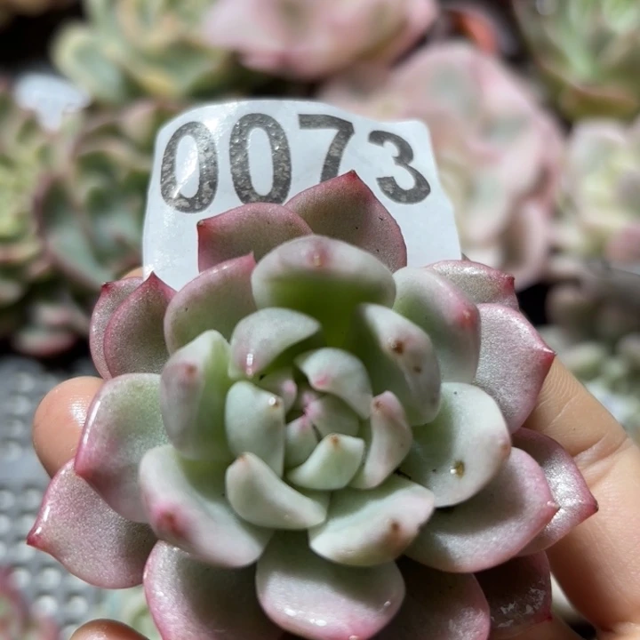 粉吉锦多肉植物18包邮当场凑单