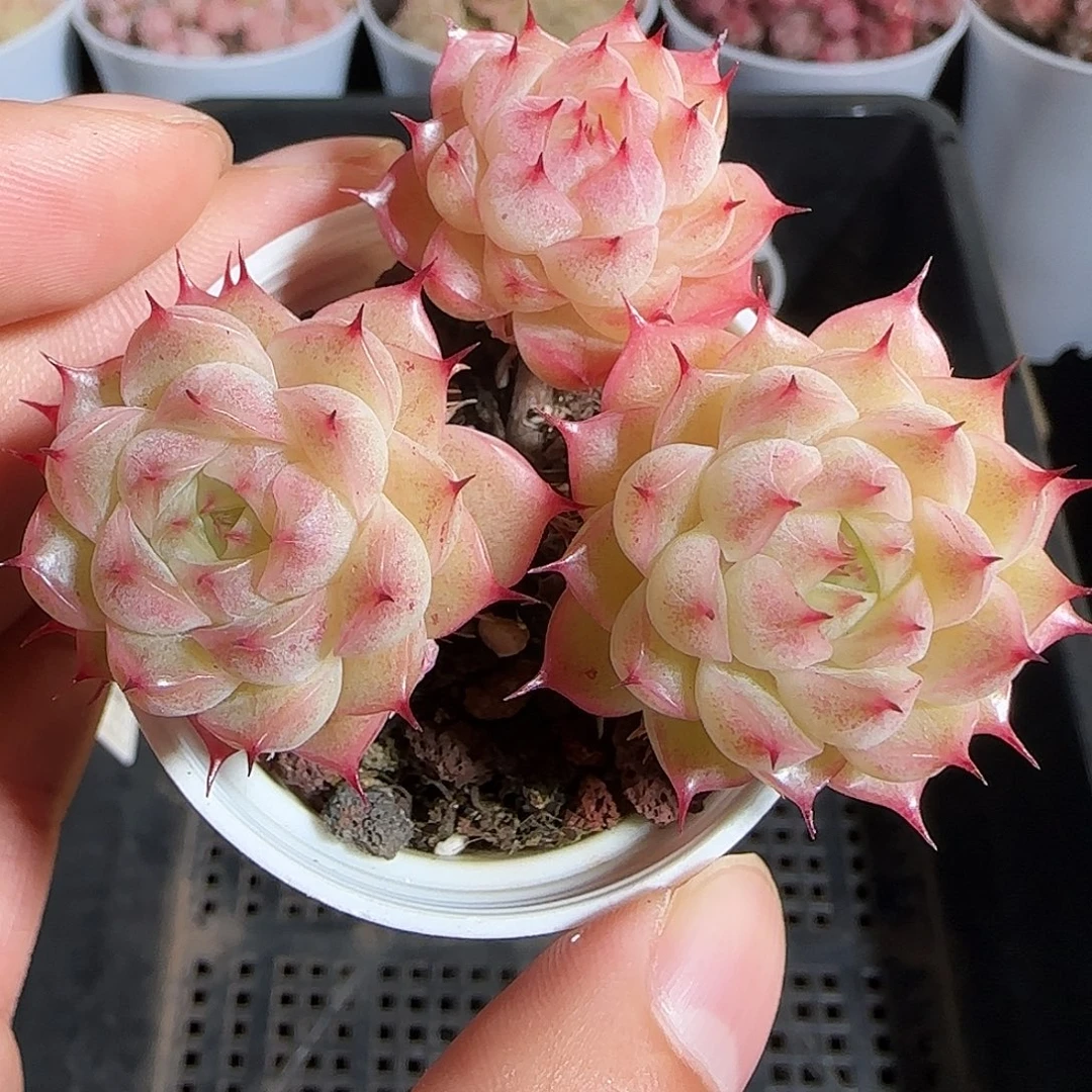 多肉1219-55小魔仙