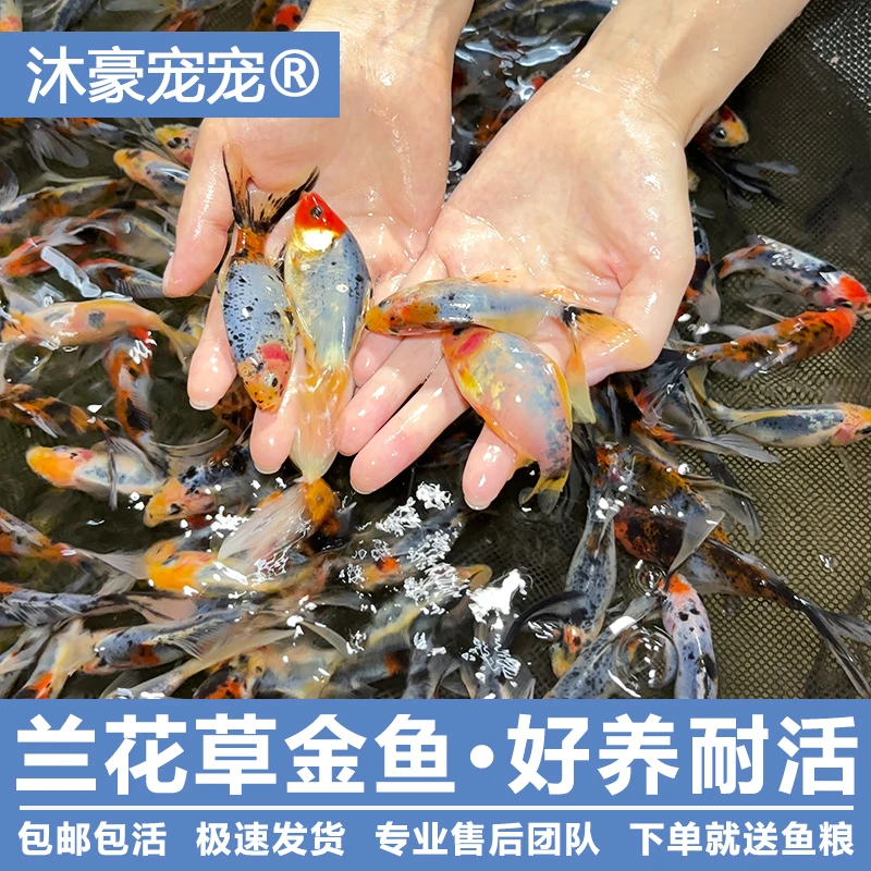 沐豪宠宠【运营推荐】五花草金鱼观赏鱼兰花草金冷水好养耐活淡水