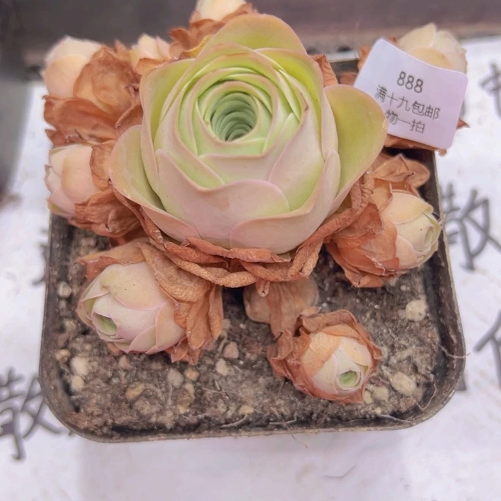 888 裸根不带土发货不包损