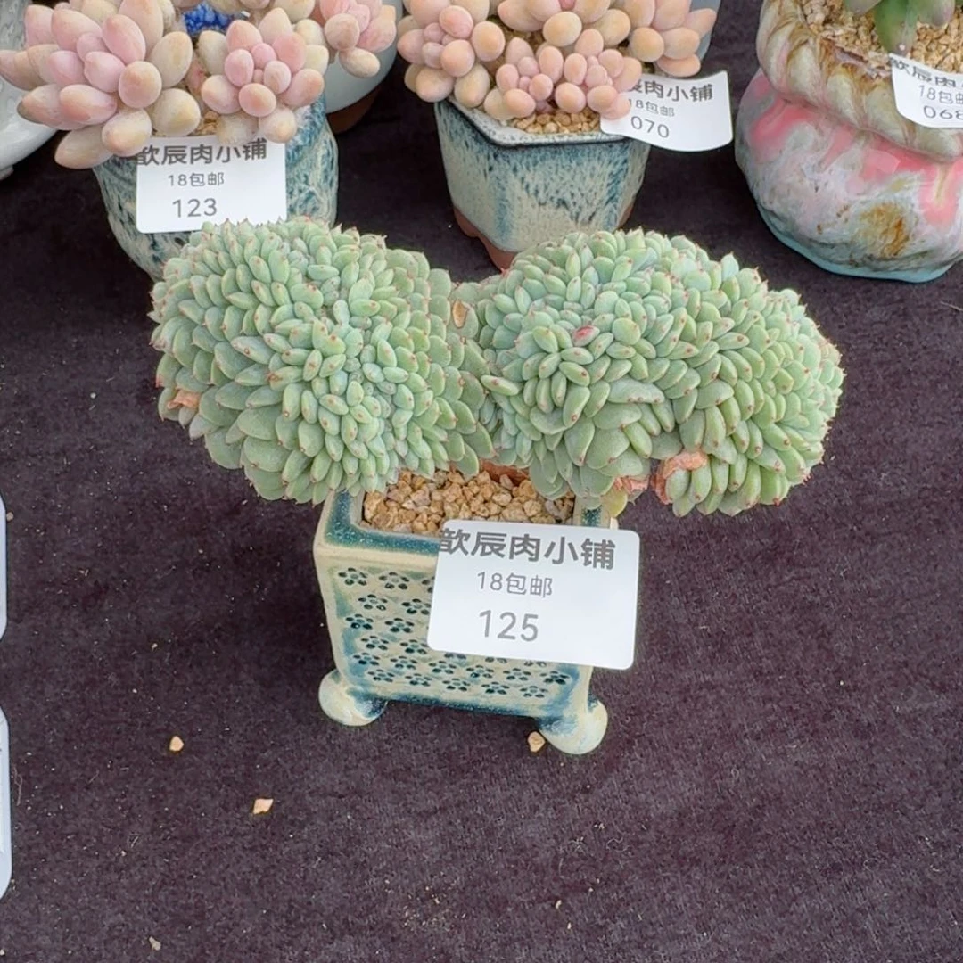 多肉植物  125  白胖子缀