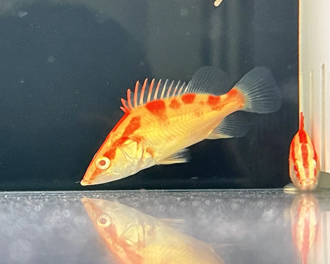 鳜鱼黄金鳜鱼红眼白子不退色中国虎鱼