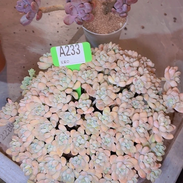 舍*奶酪糕一物一拍A233