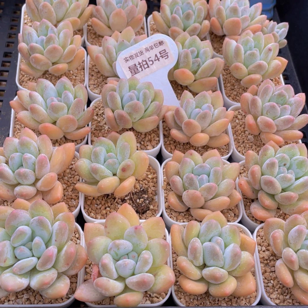 量拍54号 奶油粉香水单头5个