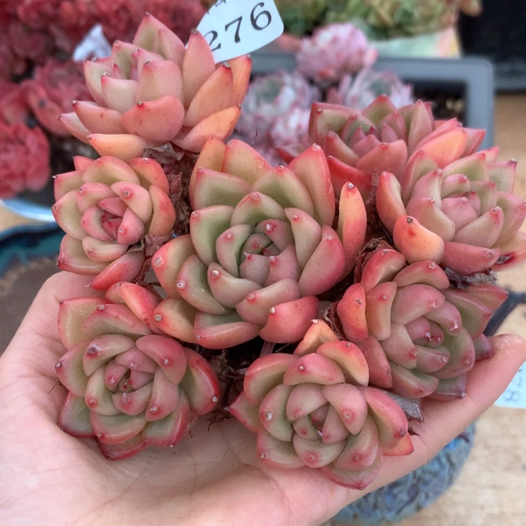 2276杂交多肉植物