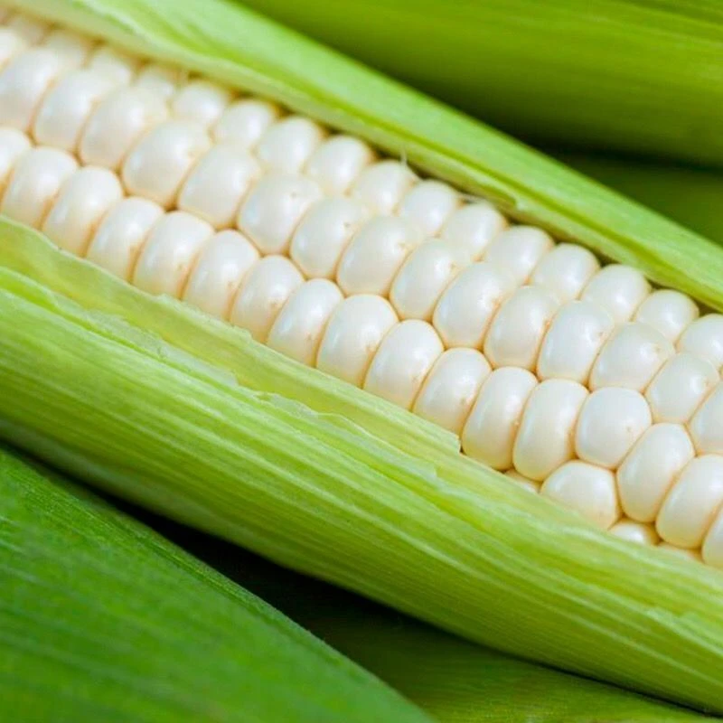 北京农科336甜糯玉米鲜玉米8穗装