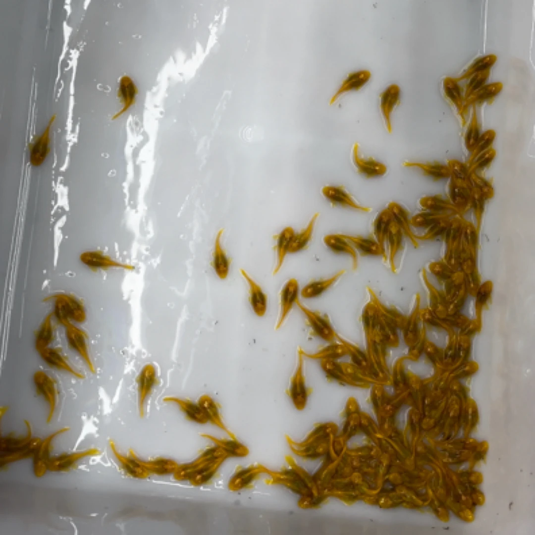 24k胡子 24k大帆 啃缸鱼 清缸鱼