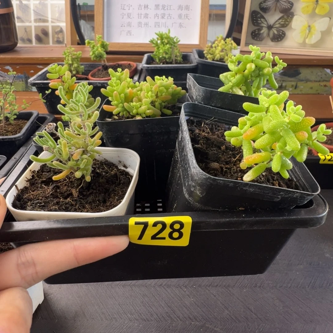 带盆包邮偏远加运费728