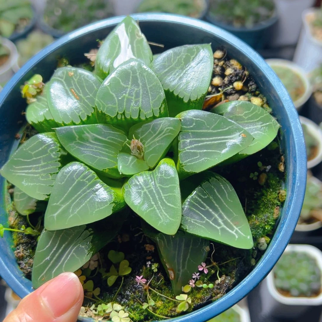 加仑盆月影母本玉露一颗