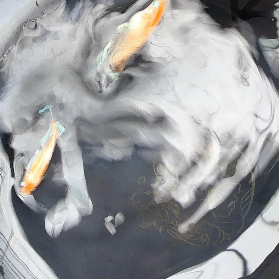 青鳉鱼真长林血公配短母