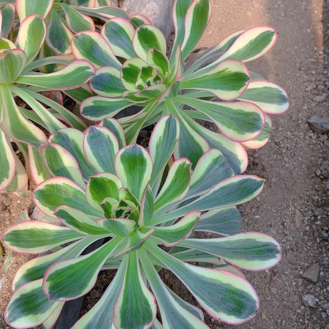 燕子锦两颗多肉植物