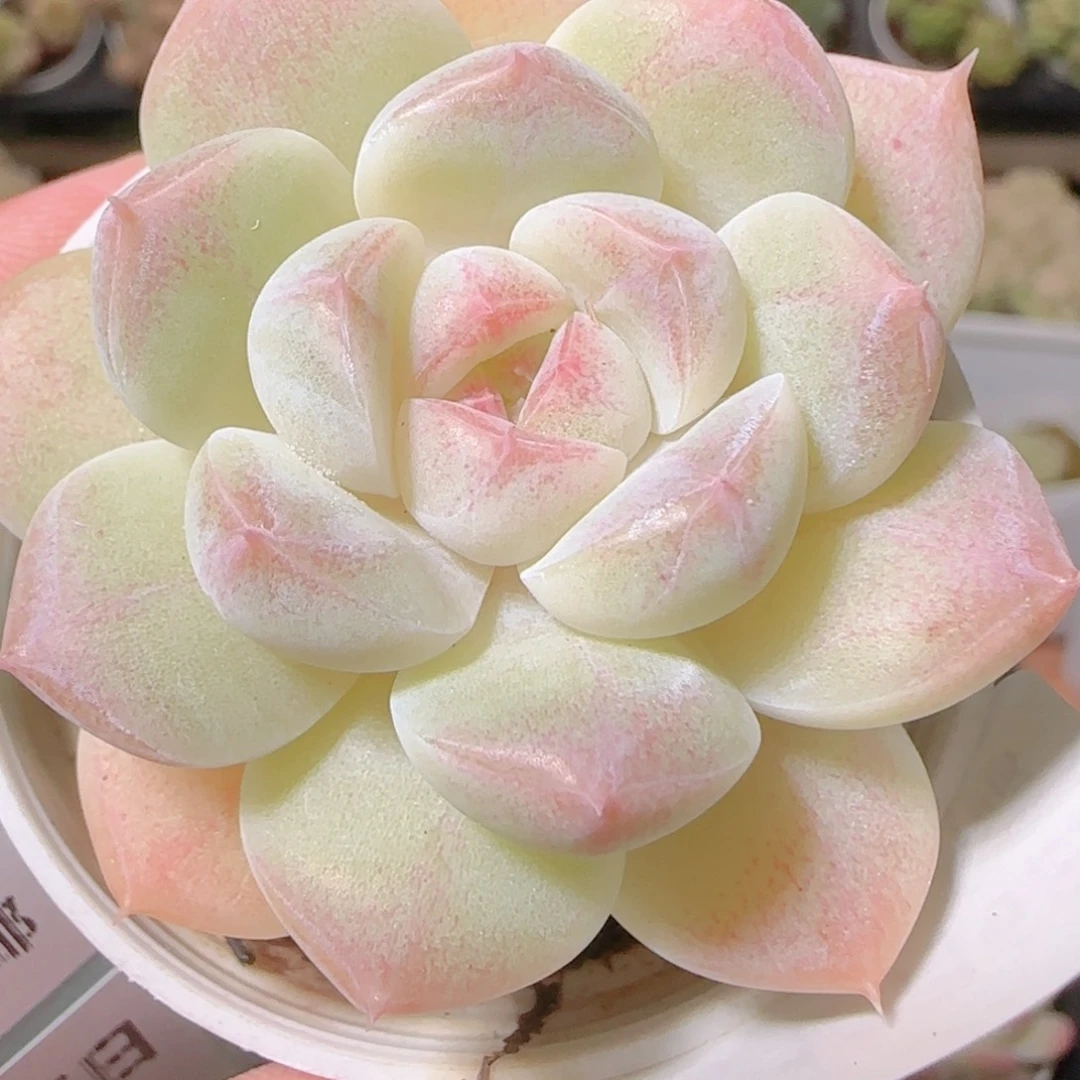 花语逸镜1106-75白桃