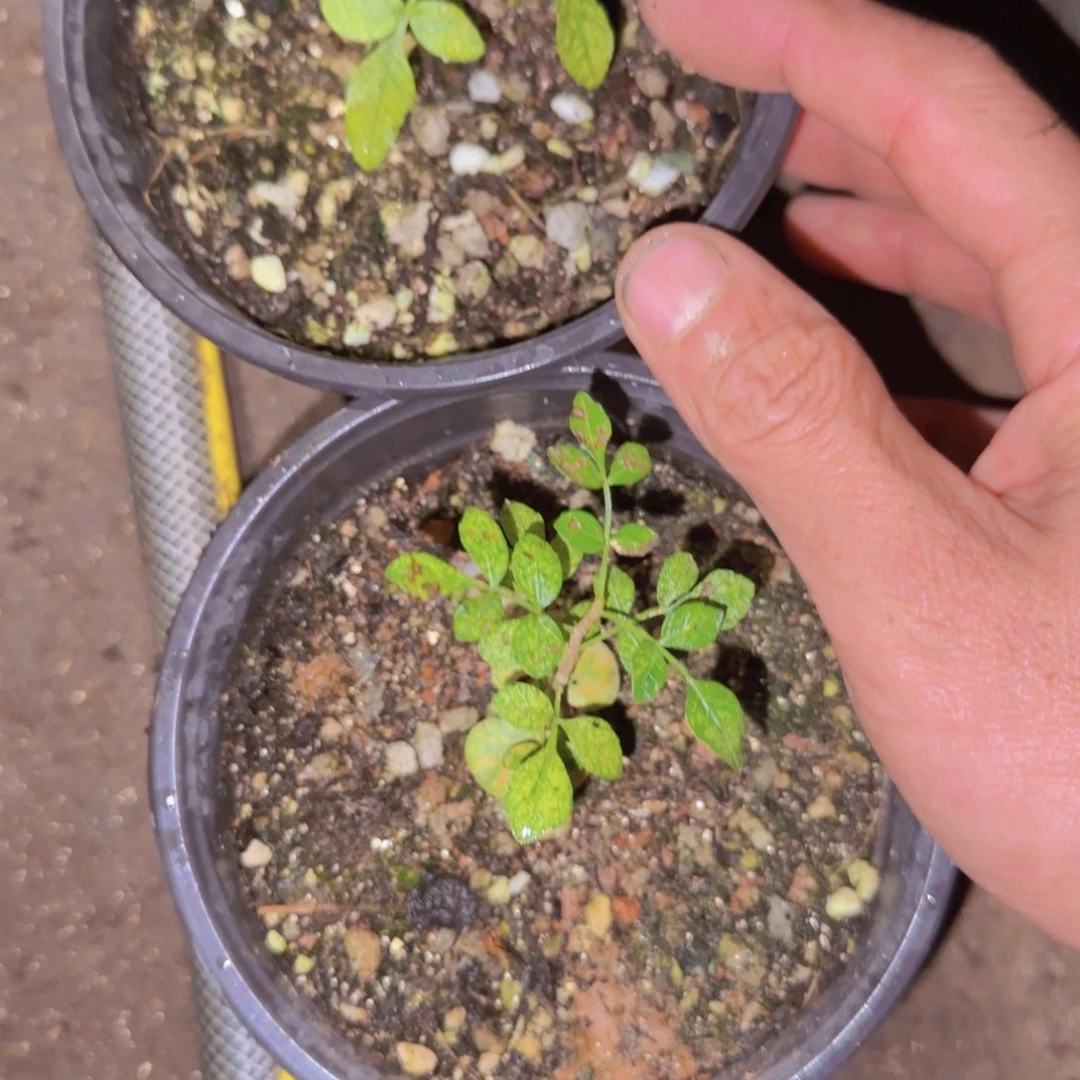 块根植物块根植物