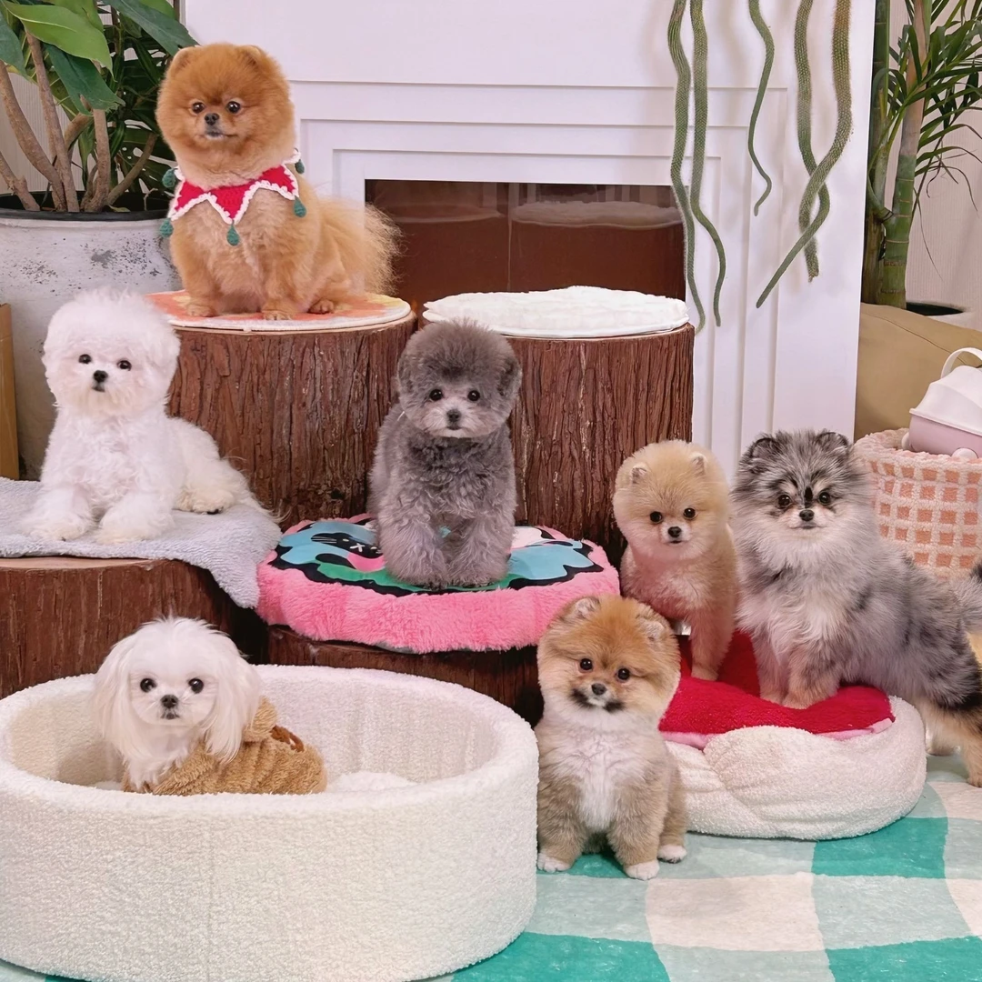 星巴斯宠物犬——直播链接