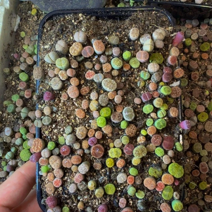 何****）多肉植物的生长发育31