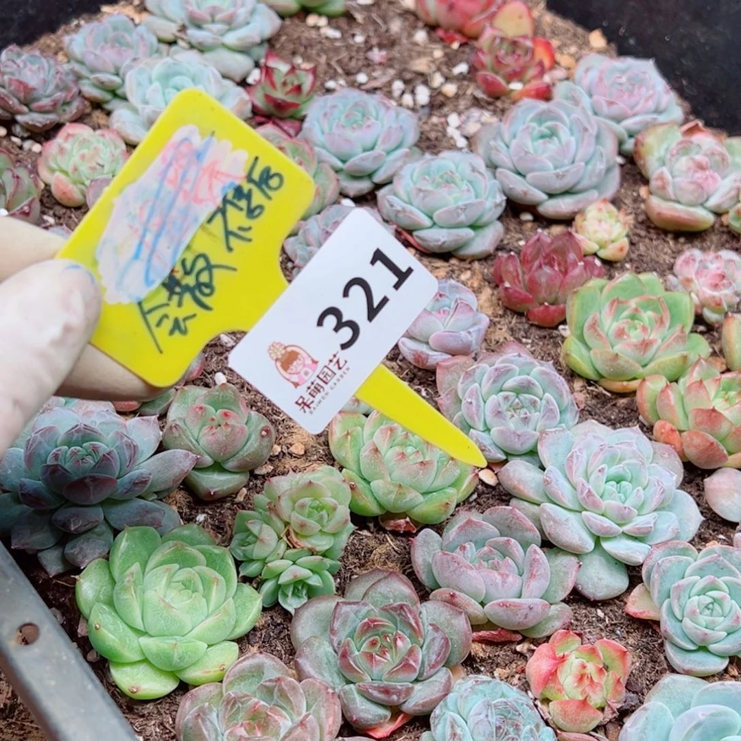 多肉植物多肉植物