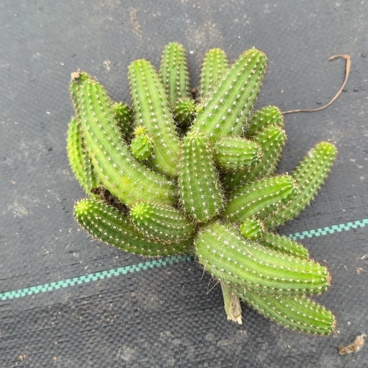 白檀仙人掌群生一群150