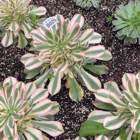 029香妃不包断枝