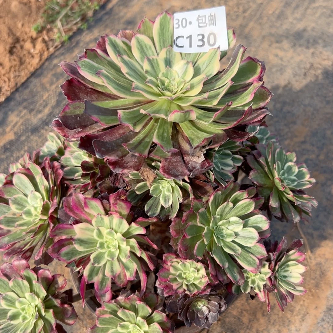 130多肉法师紫嫣