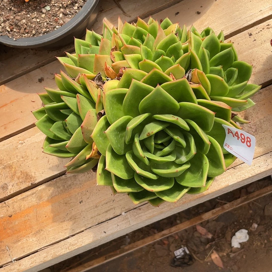 若如东云组拍A498