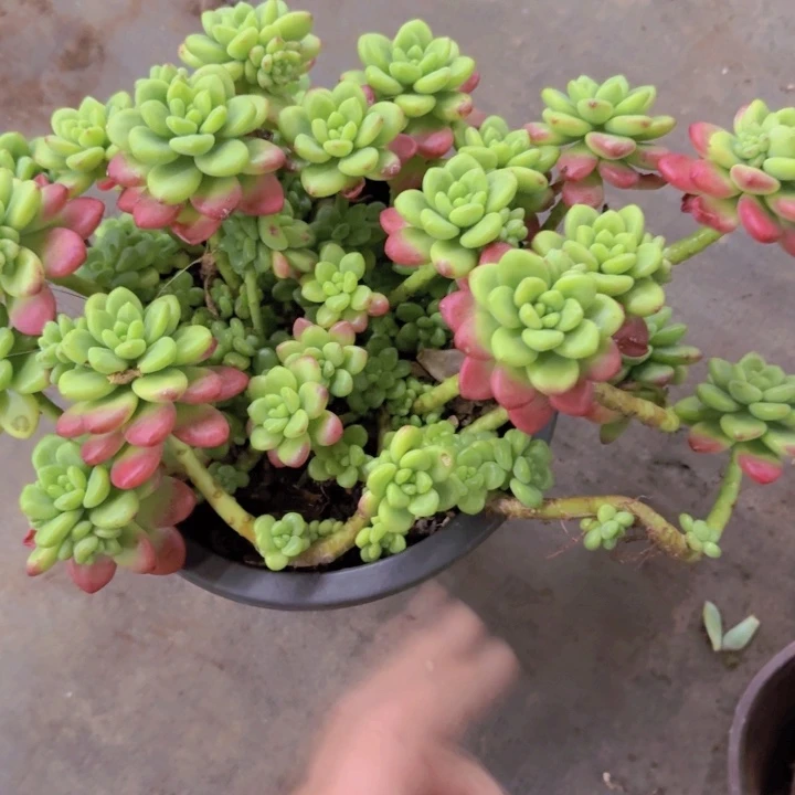 香格里拉大盆露养