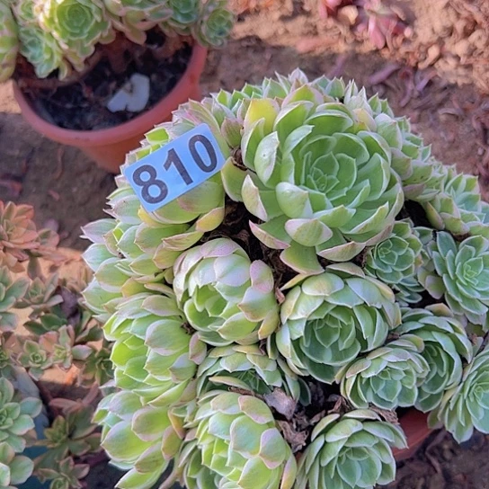 熊***姐多肉植物一个海鲜