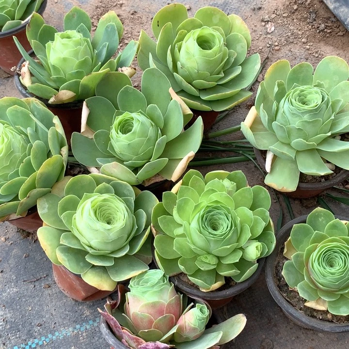 包包水蜜桃玫瑰7-9厘米3个