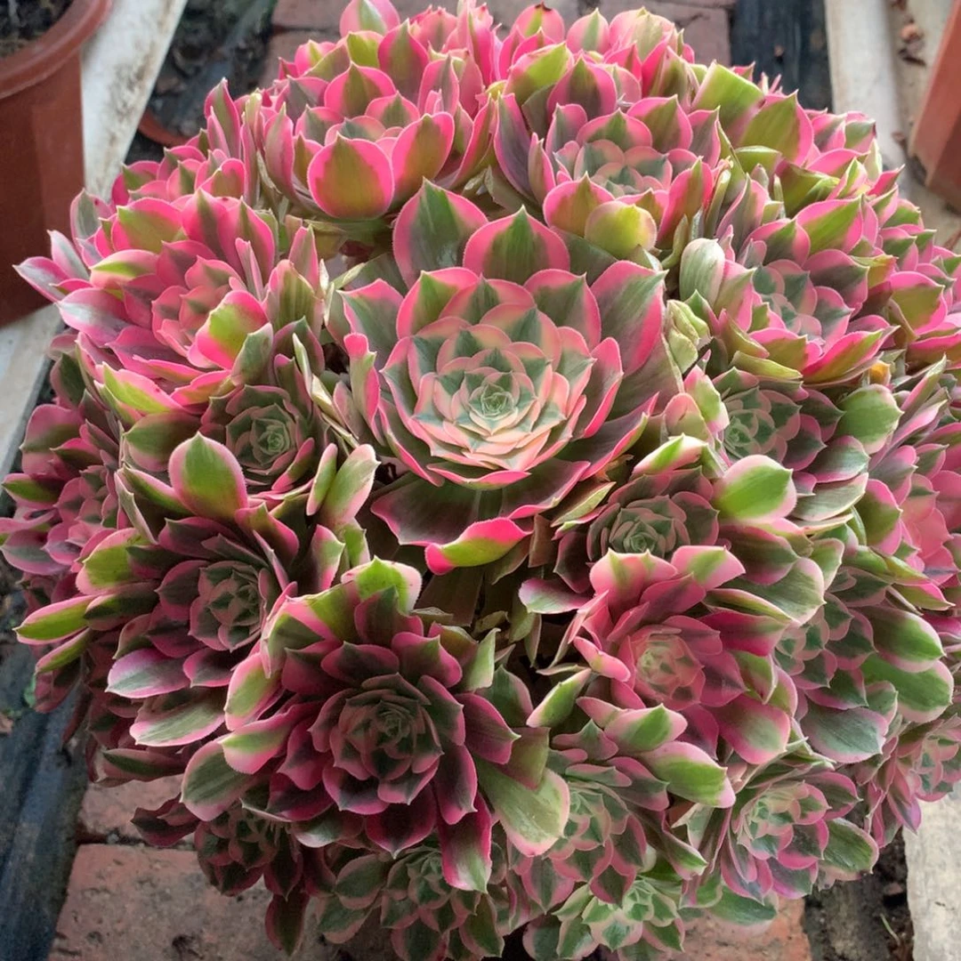 男神捧花，多肉植物