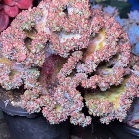 越**好多肉植物的植物