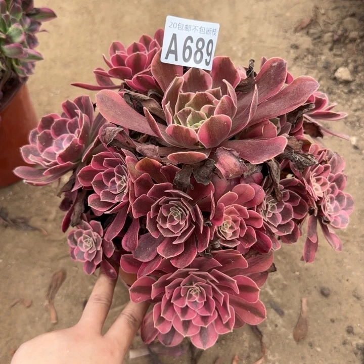凤冠……多肉植物……
