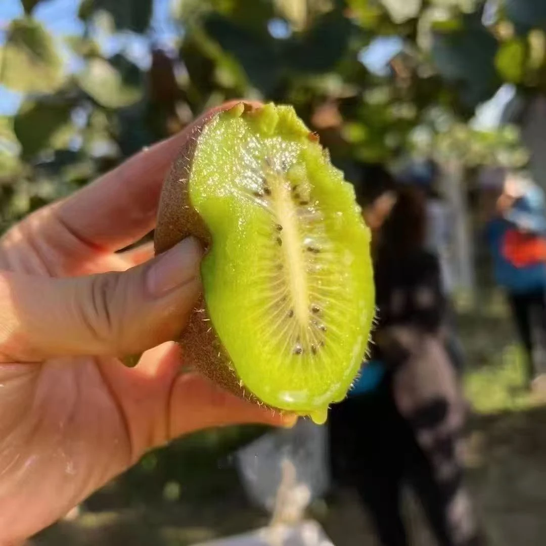 味蕾春陕西周至翠香猕猴桃水果24枚精选装包邮坏果包赔