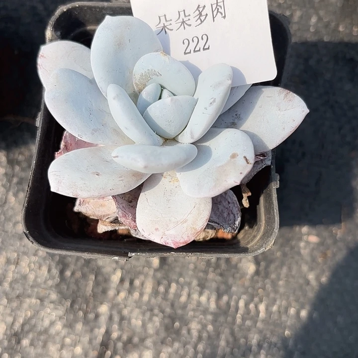 闪吼222呀呀呀呀呀呀呀呀