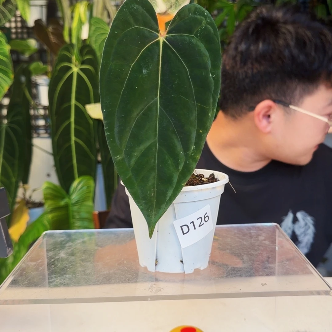 不开花植物D126加通湖papi