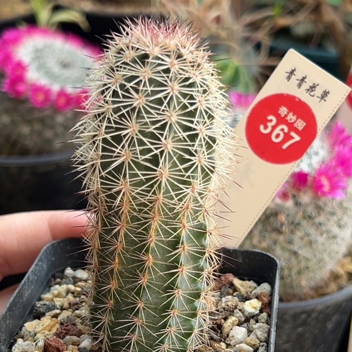 实生御旗虾一棵仙人球