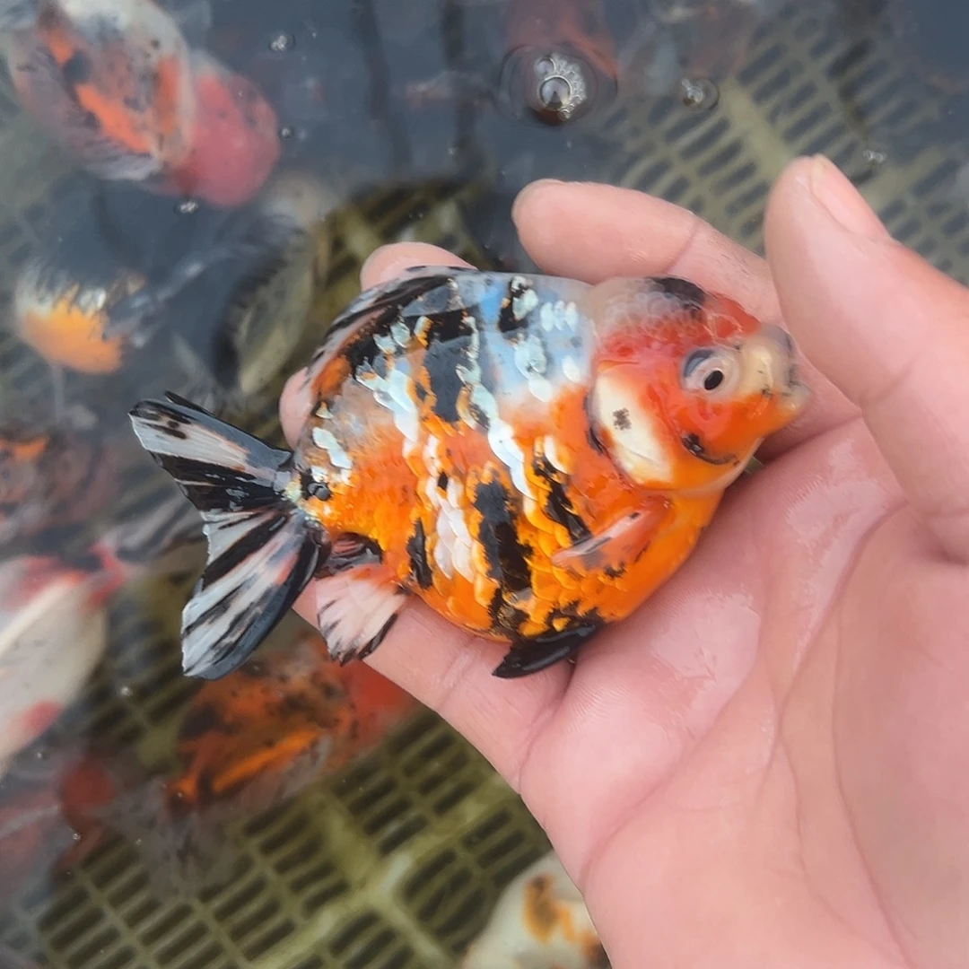 金鱼短尾将军泰狮