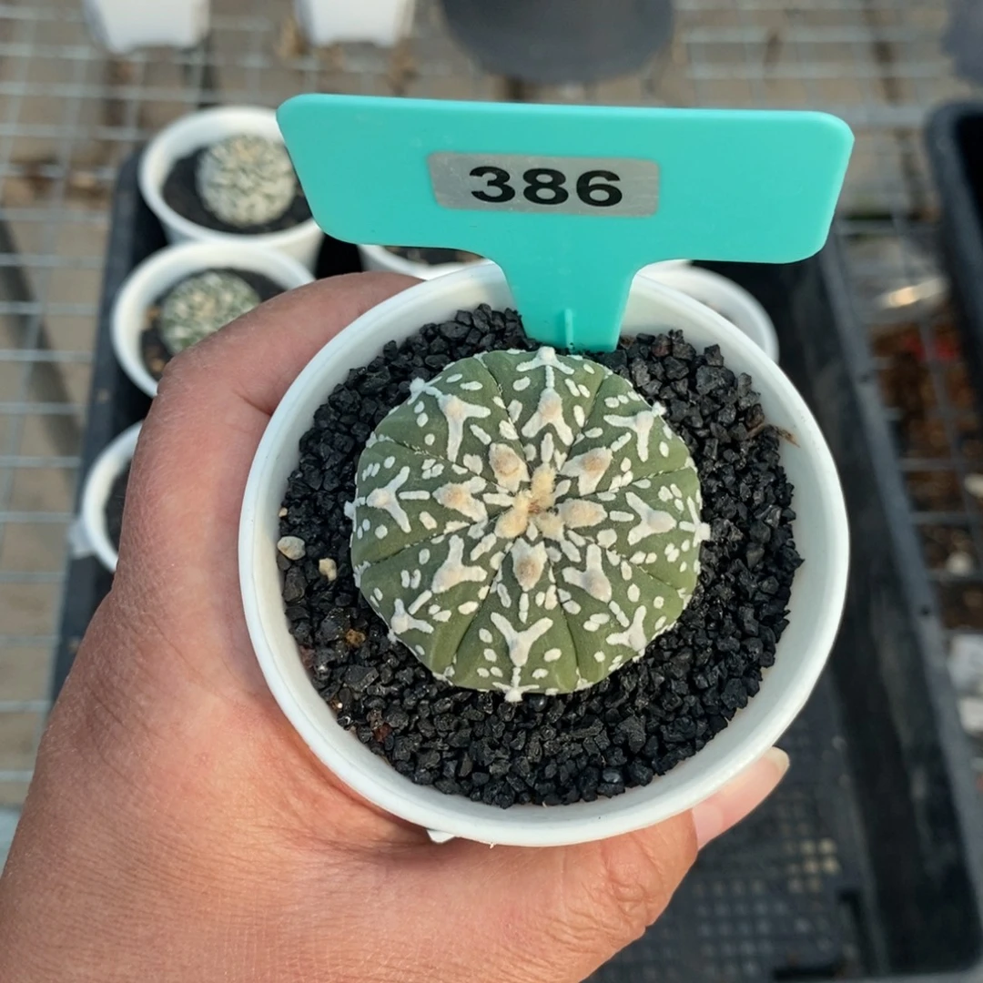 泰系实生v兜多肉植物