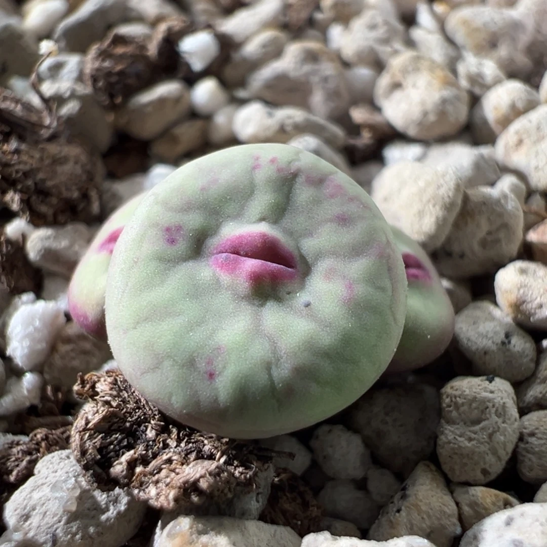 w166/白富美 嘟嘟嘴。