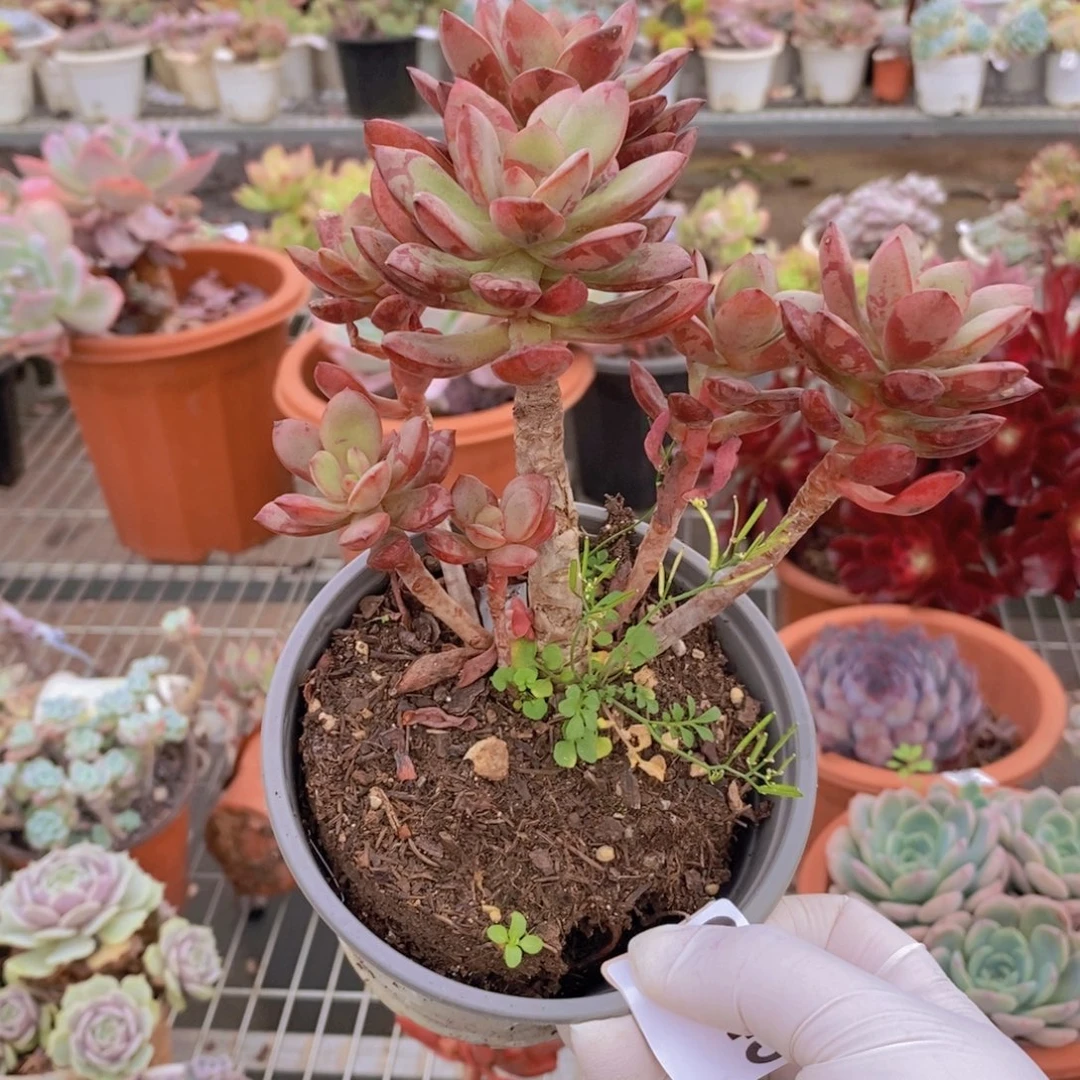 9443花旦老桩一物一拍