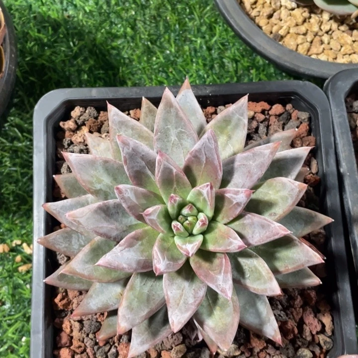 圣徒冠幅14 公分一物一拍